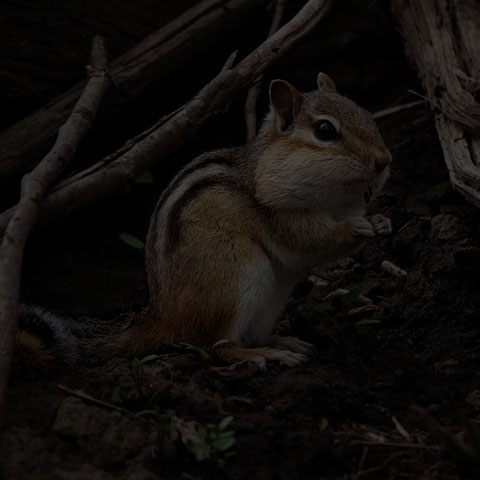 Eastern Chipmunk