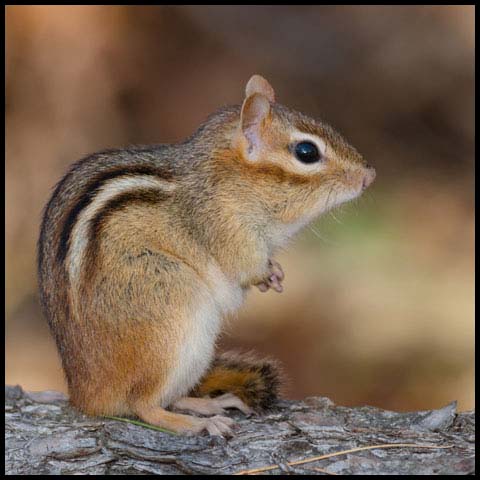 Eastern Chipmunk