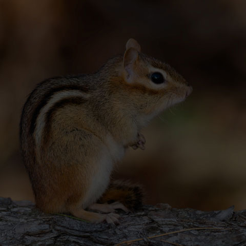 Eastern Chipmunk