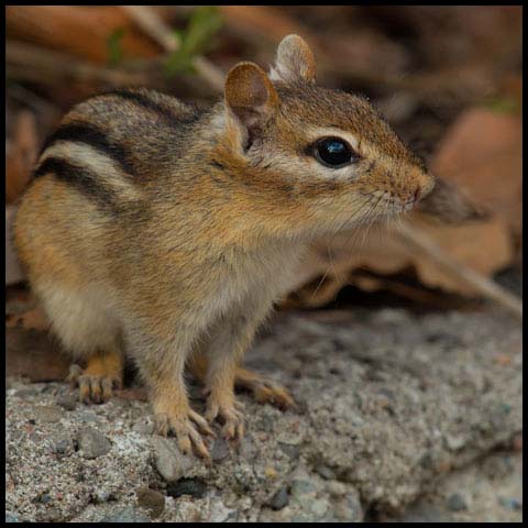 Eastern Chipmunk