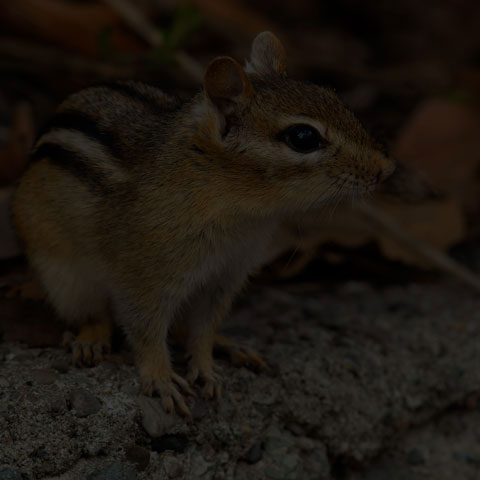 Eastern Chipmunk