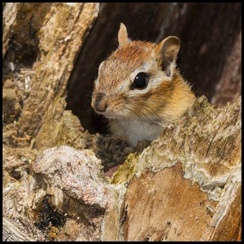 Eastern Chipmunk