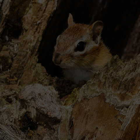 Eastern Chipmunk