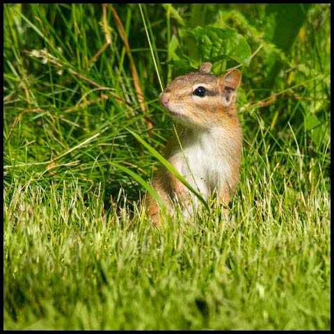 Eastern Chipmunk