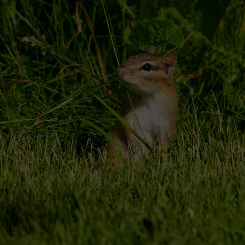 Eastern Chipmunk