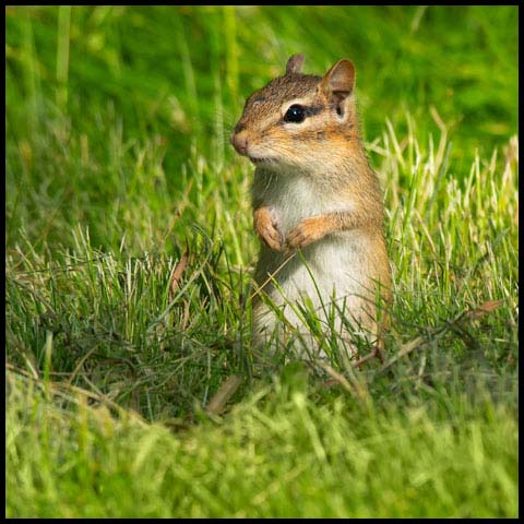 Eastern Chipmunk