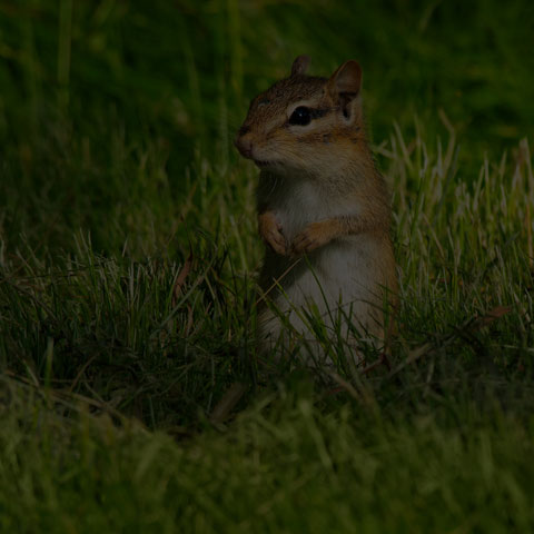 Eastern Chipmunk