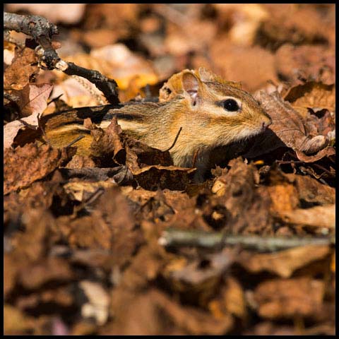 Eastern Chipmunk