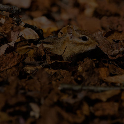 Eastern Chipmunk