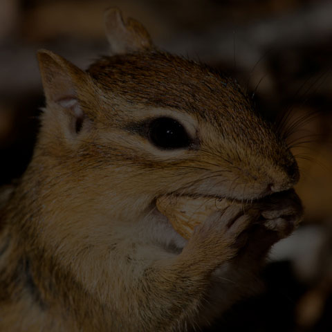 Eastern Chipmunk