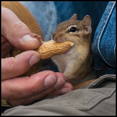 Eastern Chipmunk