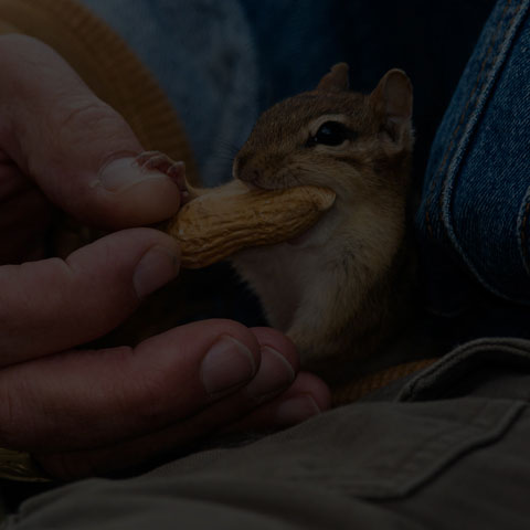 Eastern Chipmunk