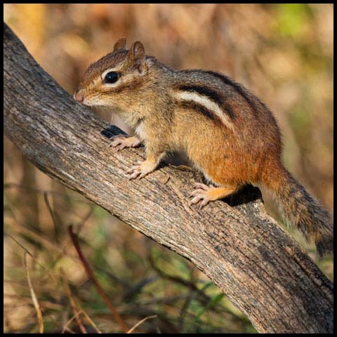 Eastern Chipmunk