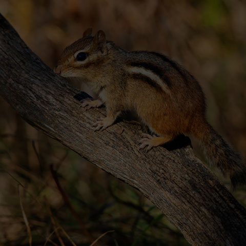 Eastern Chipmunk