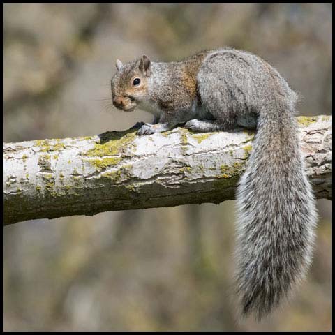 Eastern Grey Squirrel