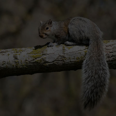 Eastern Grey Squirrel