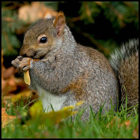 Eastern Grey Squirrel