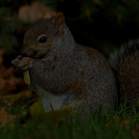 Eastern Grey Squirrel