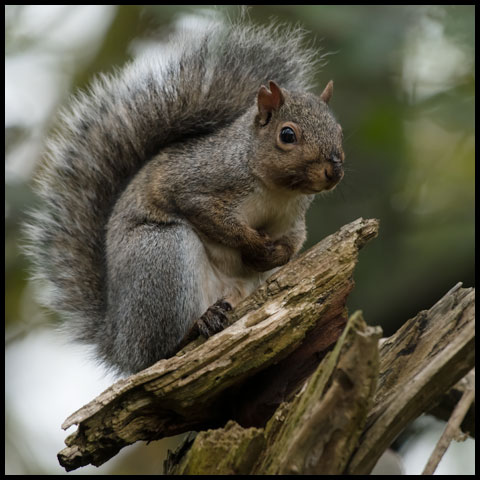 Eastern Grey Squirrel