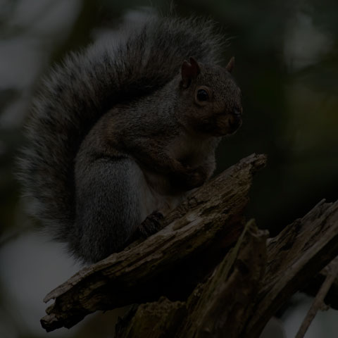 Eastern Grey Squirrel