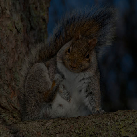 Eastern Grey Squirrel