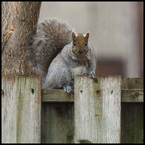 Eastern Grey Squirrel