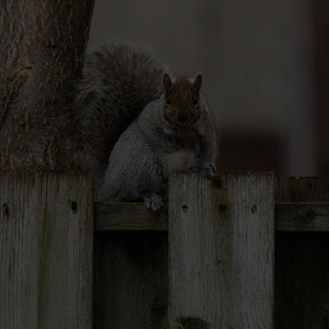 Eastern Grey Squirrel