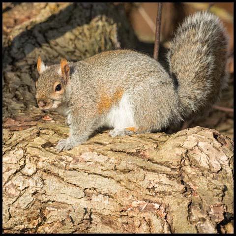 Eastern Grey Squirrel