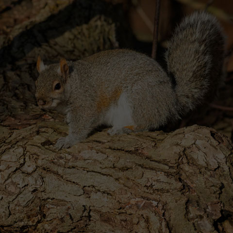 Eastern Grey Squirrel