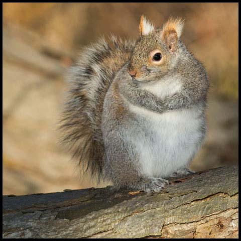 Eastern Grey Squirrel