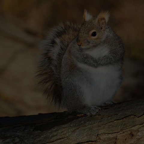 Eastern Grey Squirrel