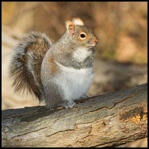 Eastern Grey Squirrel