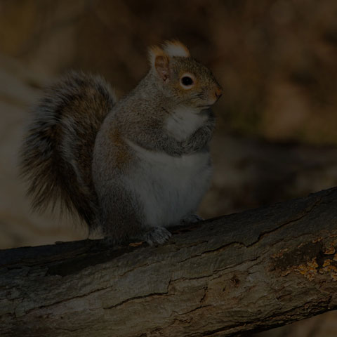 Eastern Grey Squirrel