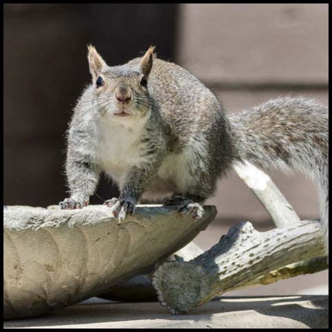 Eastern Grey Squirrel