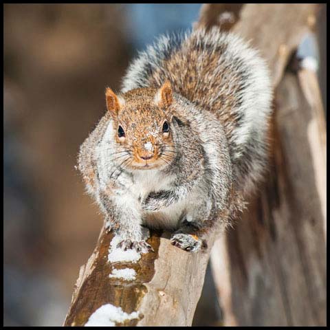 Eastern Grey Squirrel