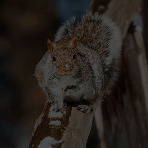 Eastern Grey Squirrel