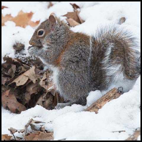 Eastern Grey Squirrel