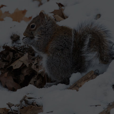 Eastern Grey Squirrel