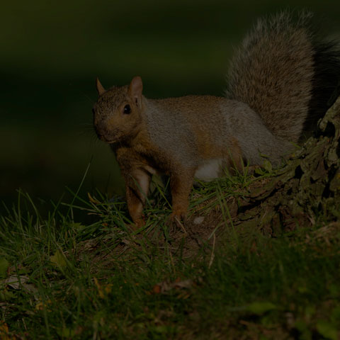 Eastern Grey Squirrel