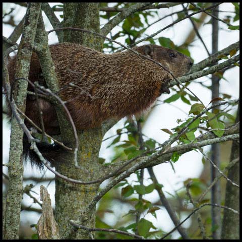 Groundhog