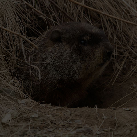 Groundhog