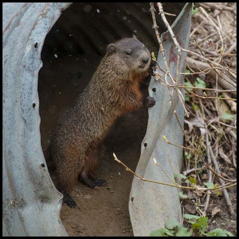 Groundhog