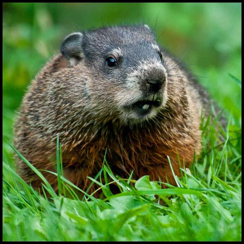 Groundhog