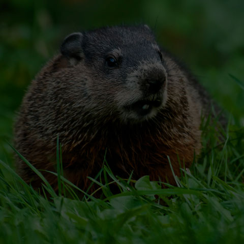 Groundhog