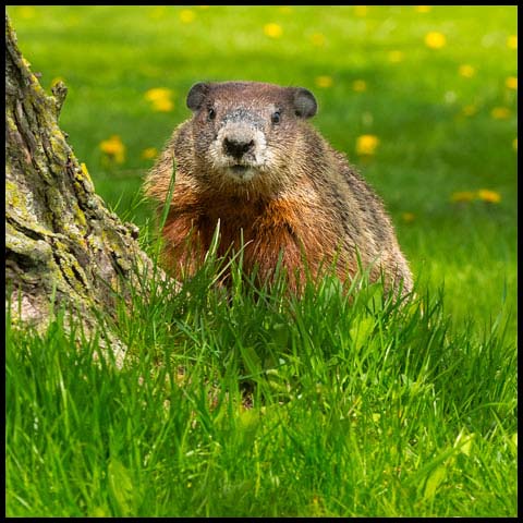 Groundhog