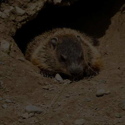 Groundhog