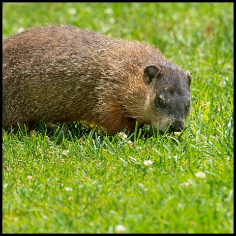 Groundhog