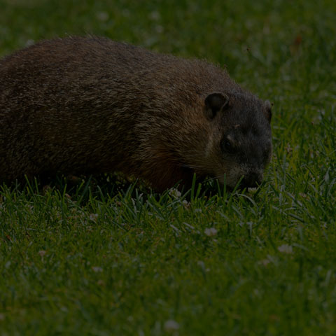 Groundhog