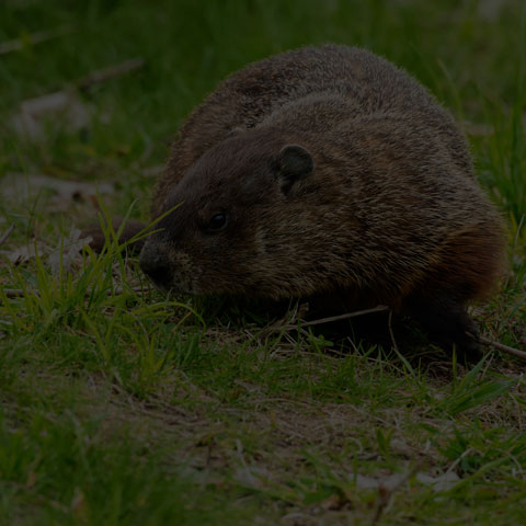 Groundhog