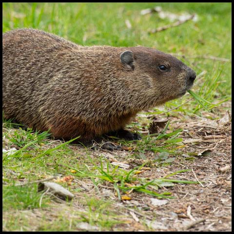 Groundhog